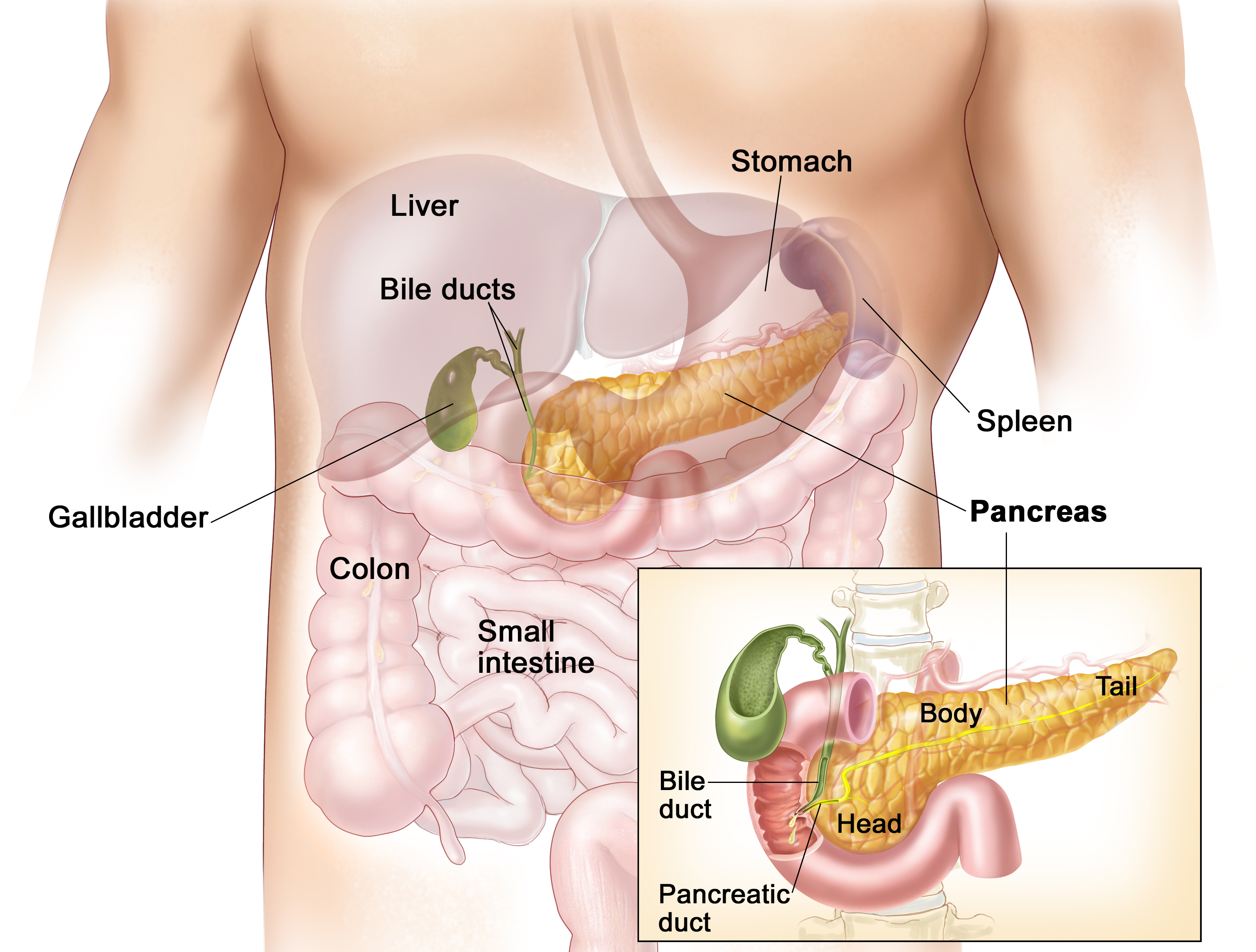 Acumulacion de liquidos en el estomago
